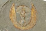 Large Declivolithus Trilobite (Pos/Neg) - Mecissi, Morocco #283762-1